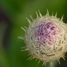 American Star Thistle Plant Seeds (100 Seeds) Centaurea Americana BasketFlow