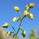 Tarragon Herb Seeds (50 Seeds) Artemisia Dracunculus Dragon Herb
