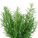 Rosemary Herb Seeds (50 Seeds) Rosmarinus officinalis