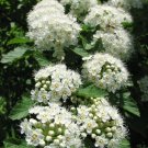 Prairie Ninebark Seeds (50 Seeds) Physocarpus opulifolius