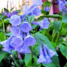 Virginia Bluebells Wildflower Seeds (10 Seeds) Mertensia virginic