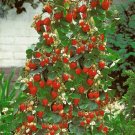 100+ Wild Strawberry Strawberries Seeds Fragaria Vesca Edible Garden Fruit