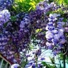 10 American Wisteria Seeds Wisteria frutescens