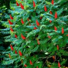 30 Staghorn Sumac Tree Seeds Rhus typhina