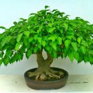 Sweet Plum Bonsai Tree Seeds 10 Seeds to Grow as Bonsai Prunus Americana S