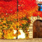 Virginia Creeper Seeds 50+ Seeds Parthenocissus quinquefolia