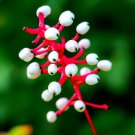 Doll's Eyes Wildflower Seeds 20+ Seeds of Actaea pachypoda NonGMO Seeds S