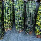 Oaxacan Green Indian Corn Seeds 25+ Seeds Stunning Green Kernel