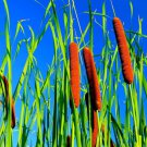 Cattail Seeds 2000+ Seeds Attractive Aquatic Plant
