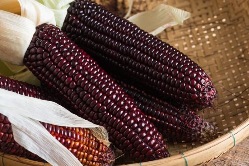 Bootlegger Purple Corn Seeds 50 Seeds