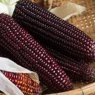 Bootlegger Purple Corn Seeds 50 Seeds