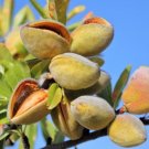 Almond Tree Seeds 20 Seeds Grow Almonds Trees