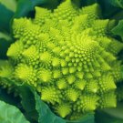 Romanesco Broccoli 250+ Seeds (Brassica oleracea) Made in USA. Sh