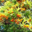 30 Silky Oak Tree Seeds Grevillea robusta