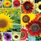 500+ Sunflower Seeds Jumbo Mix Pack 15+ Varieties (Helianthus