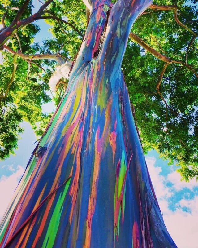 Rainbow Eucalyptus Tree Seeds 50 Seeds Stunning Colored Bark Eucalyptus de