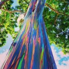 Rainbow Eucalyptus Tree Seeds 50 Seeds Stunning Colored Bark Eucalyptus de