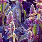 Lamb's Ear Byzantina 100+ Seeds Made in USA Ships from Iowa (Stachys Byzan