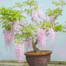 Rare Pink Wisteria Bonsai Tree Seeds 5 Seeds Highly Prized Flowering Bonsai