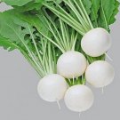 Pure White Turnip Seeds 50 Seeds Fuku Komachi Hybrid Turnip See