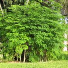 ENDLESS FOREST FARMS 25+ Seeds The Tree of Life The Moringa Tree Easy to Grow
