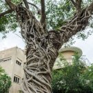 Banyan Tree Seeds 20 Seeds of Ficus benghalensis Indian Banian