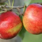 25 Crimson Crisp Apple Seeds for Garden Planting