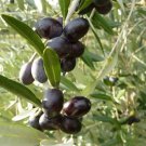 10 Leccino Olive Seeds for Garden Planting