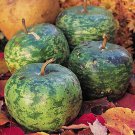 25 Apple Gourd Squash Seeds for Garden Planting