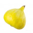 100 Desert King Fig Seeds for Garden Planting
