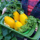 25 Golden Egg Zucchini Squash Seeds for Garden Planting