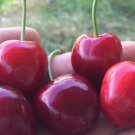 10 Turkish Sweet Cherry Seeds for Garden Planting