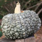 25 Marina Di Chioggia Squash Seeds for Garden Planting