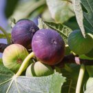 100 Ronde de Bordeaux Fig Seeds for Garden Planting