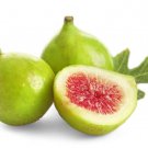 100 Green Ischia Fig Seeds for Garden Planting