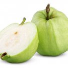 50 Apple Guava Seeds for Garden Planting