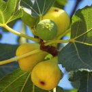 100 Yellow Long Neck Fig Seeds for Garden Planting