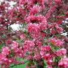 25 Adams Crabapple Seeds for Garden Planting