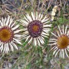 200 Carline Thistle Seeds for Garden Planting