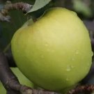 25 Morgan Sweet Apple Seeds for Garden Planting