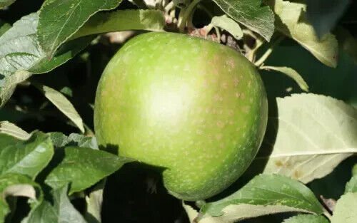 25 Granny Smith Apple Seeds for Garden Planting