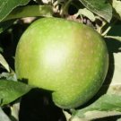 25 Granny Smith Apple Seeds for Garden Planting