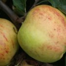 25 Gravenstein Apple Seeds for Garden Planting