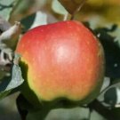 25 Baldwin Apple Seeds for Garden Planting