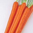1000 Enterprise Carrot Seeds for Garden Planting