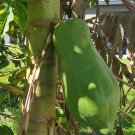25 Hawaiian Sunrise (Strawberry) Papaya Seeds Planting