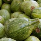 25 Ronde de Nice Squash Seeds for Garden Planting