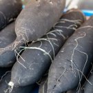 500 Long Black Spanish Radish Seeds for Garden Planting