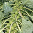 500 Jade Cross Brussels Sprouts Seeds for Planting