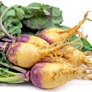 500 Macomber Rutabaga Seeds for Garden Planting